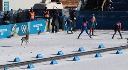 El perro que compiti&oacute; en el esqu&iacute; de fondo en los Juegos Ol&iacute;mpicos de Invierno
