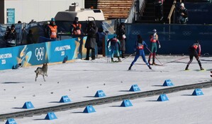 El perro que compiti&oacute; en el esqu&iacute; de fondo en los Juegos Ol&iacute;mpicos de Invierno