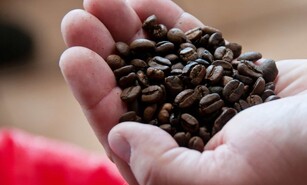 M&aacute;s calor, menos caf&eacute;: el cambio clim&aacute;tico ya impacta la producci&oacute;n mundial