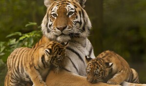 Hallan, en animales, el gen que modula el comportamiento, cari&ntilde;oso u hostil, de los padres
