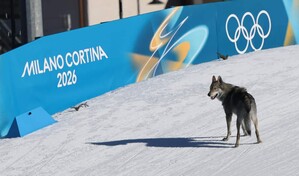 Un perro se cuela en la pista durante prueba ol&iacute;mpica de esqu&iacute; de fondo
