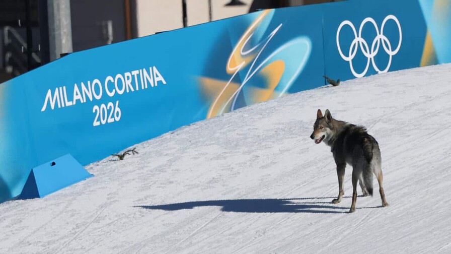 Un perro se cuela en la pista durante prueba ol&iacute;mpica de esqu&iacute; de fondo