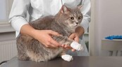 &iquest;Tienen los gatos dom&eacute;sticos las claves para entender el c&aacute;ncer de mama humano?