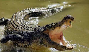 Tragedia en Indonesia: un cocodrilo de cuatro metros devora a una mujer que recolectaba almejas