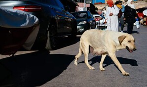 Marrueco se dispone a eliminar de las calles unos tres millones de perros de cara al Mundial de 2030