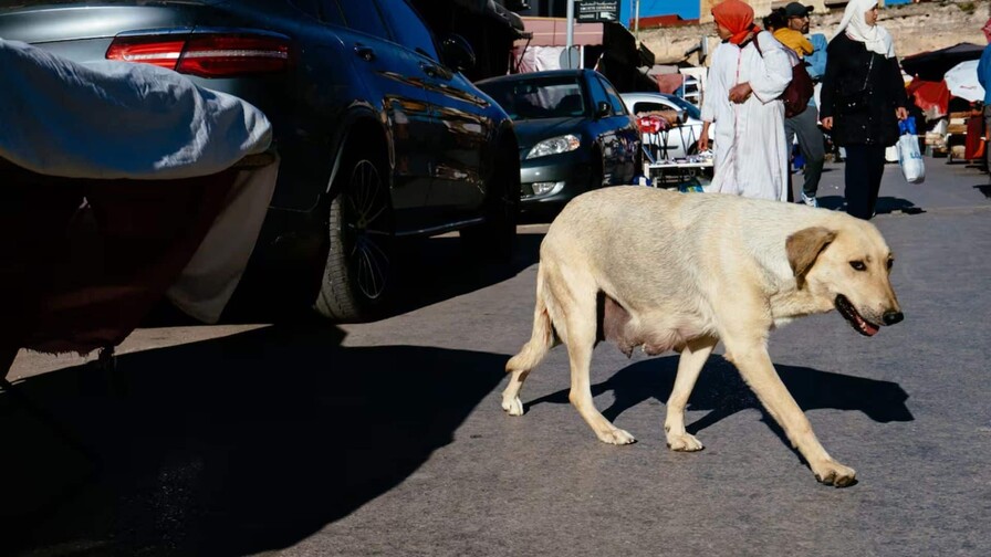 Marrueco se dispone a eliminar de las calles unos tres millones de perros de cara al Mundial de 2030