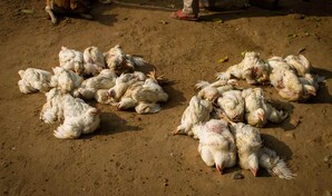 Detectan gripe aviar en fauna silvestre de Uruguay