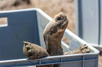 Tortugas gigantes vuelven a caminar en isla de las Galápagos por primera vez en 180 años Tortugas gigantes vuelven a caminar en isla de las Galápagos por primera vez en 180 años