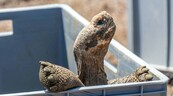 Tortugas gigantes vuelven a caminar en isla de las Gal&aacute;pagos por primera vez en 180 a&ntilde;os