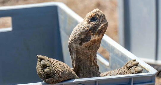 Tortugas gigantes vuelven a caminar en isla de las Gal&aacute;pagos por primera vez en 180 a&ntilde;os