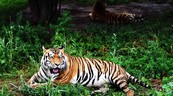 Virus mata a 72 tigres en un parque zool&oacute;gico en Tailandia