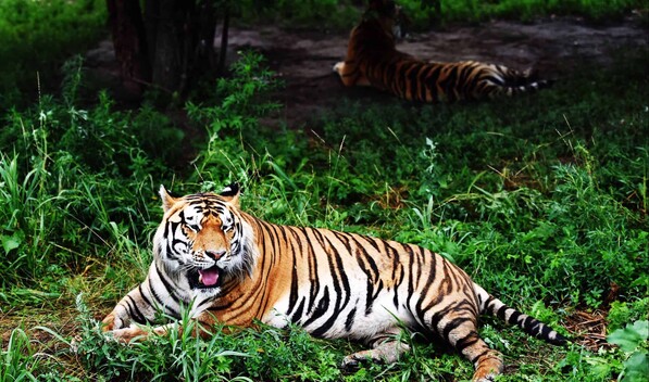 Virus mata a 72 tigres en un parque zool&oacute;gico en Tailandia