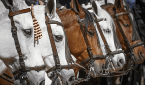 Descubren el secreto del relincho de los caballos: silban a la vez que cantan