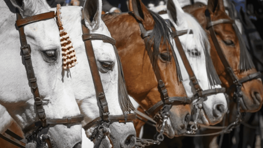 Descubren el secreto del relincho de los caballos: silban a la vez que cantan