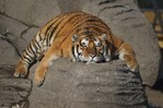 Los tigres siberianos de una reserva china, a dieta tras las vacaciones de Año Nuevo Los tigres siberianos de una reserva china, a dieta tras las vacaciones de Año Nuevo