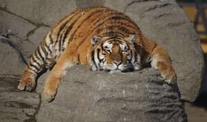 Los tigres siberianos de una reserva china, a dieta tras las vacaciones de A&ntilde;o Nuevo