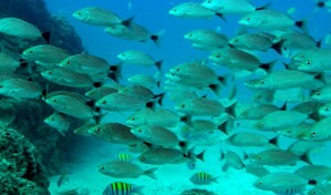 El calentamiento oce&aacute;nico provoca un descenso de la cantidad de peces del 20 % anual