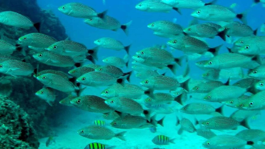 El calentamiento oceánico provoca un descenso de la cantidad de peces del 20 % anual El calentamiento oceánico provoca un descenso de la cantidad de peces del 20 % anual