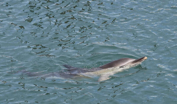 Delfines y marsopas presentan ya sustancias qu&iacute;micas procedentes de desechos electr&oacute;nicos