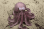 Científicos chilenos descubren nueva especie de pulpo de aguas profundas del Pacífico Científicos chilenos descubren nueva especie de pulpo de aguas profundas del Pacífico