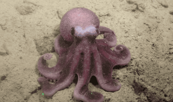 Cient&iacute;ficos chilenos descubren nueva especie de pulpo de aguas profundas del Pac&iacute;fico