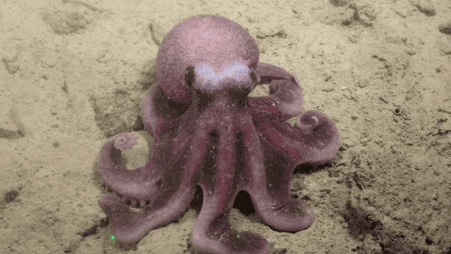 Cient&iacute;ficos chilenos descubren nueva especie de pulpo de aguas profundas del Pac&iacute;fico