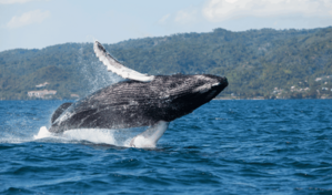 La recuperaci&oacute;n de la ballena jorobada influye en su comportamiento y reproducci&oacute;n