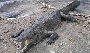 Defensa Civil confirma escape de cocodrilo americano en Puerto Plata