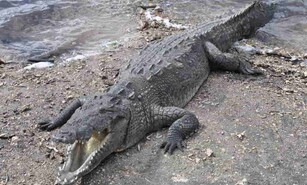 Defensa Civil confirma escape de cocodrilo americano en Puerto Plata