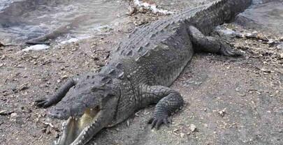 Defensa Civil confirma escape de cocodrilo americano en Puerto Plata