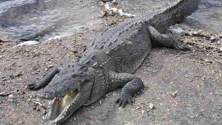 Defensa Civil confirma escape de cocodrilo americano en Puerto Plata