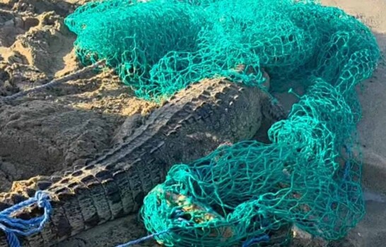 Capturan en Cabarete a cocodrilo que escap&oacute; de una hacienda en Sabaneta de Y&aacute;sica