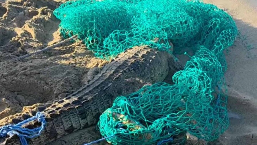 Capturan en Cabarete a cocodrilo que escapó de una hacienda en Sabaneta de Yásica Capturan en Cabarete a cocodrilo que escapó de una hacienda en Sabaneta de Yásica