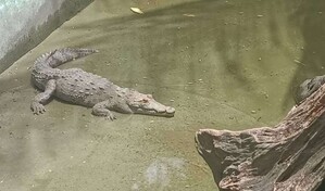 Medio Ambiente retornar&aacute; cocodrilo capturado en Puerto Plata a parque tem&aacute;tico
