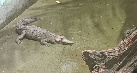 Medio Ambiente retornar&aacute; cocodrilo capturado en Puerto Plata a parque tem&aacute;tico