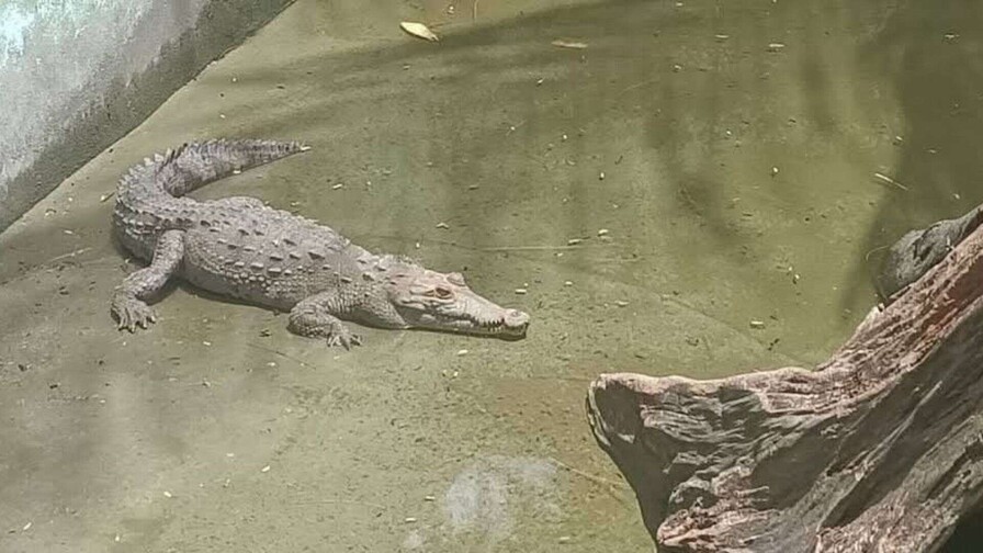 Medio Ambiente retornar&aacute; cocodrilo capturado en Puerto Plata a parque tem&aacute;tico