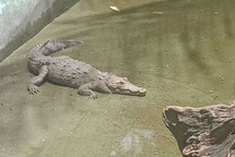 Despliegan operativo para capturar cocodrilo que escap&oacute; de una hacienda en Puerto Plata