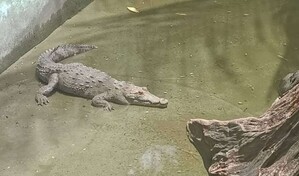 Despliegan operativo para capturar cocodrilo que escap&oacute; de una hacienda en Puerto Plata