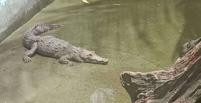 Despliegan operativo para capturar cocodrilo que escap&oacute; de una hacienda en Puerto Plata