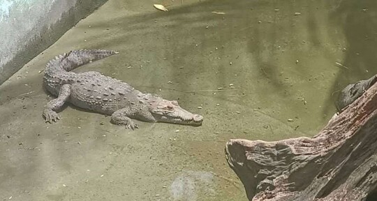 Despliegan operativo para capturar cocodrilo que escap&oacute; de una hacienda en Puerto Plata