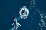 Expedición científica registra 644 avistamientos de ballenas en el Banco de Navidad Expedición científica registra 644 avistamientos de ballenas en el Banco de Navidad