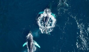 Expedici&oacute;n cient&iacute;fica registra 644 avistamientos de ballenas en el Banco de Navidad