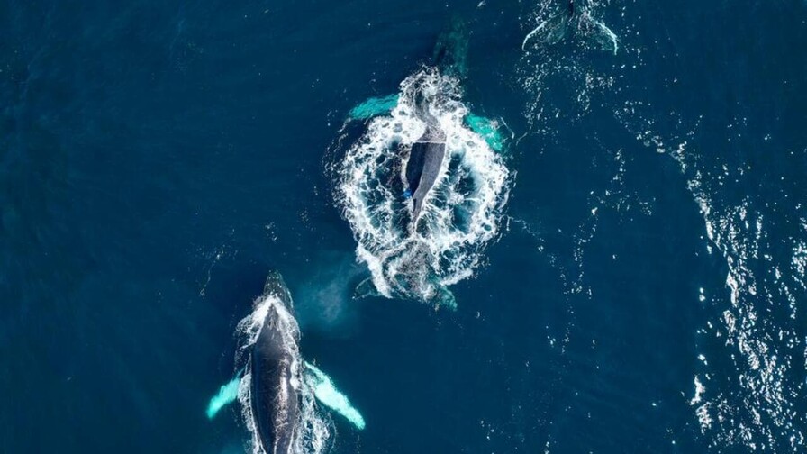 Expedici&oacute;n cient&iacute;fica registra 644 avistamientos de ballenas en el Banco de Navidad