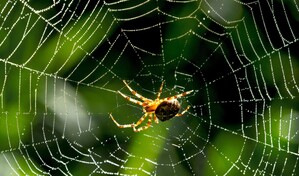 Un estudio alerta del peligro que supone el desconocimiento de las ara&ntilde;as