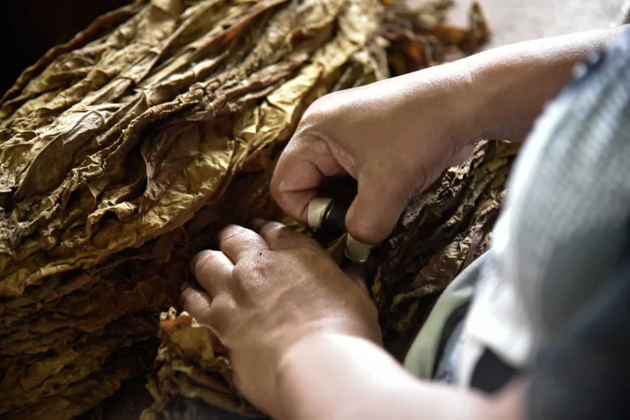 Proceso de producci&oacute;n del tabaco en el instituto, mientras los visitantes observan las etapas de elaboraci&oacute;n.