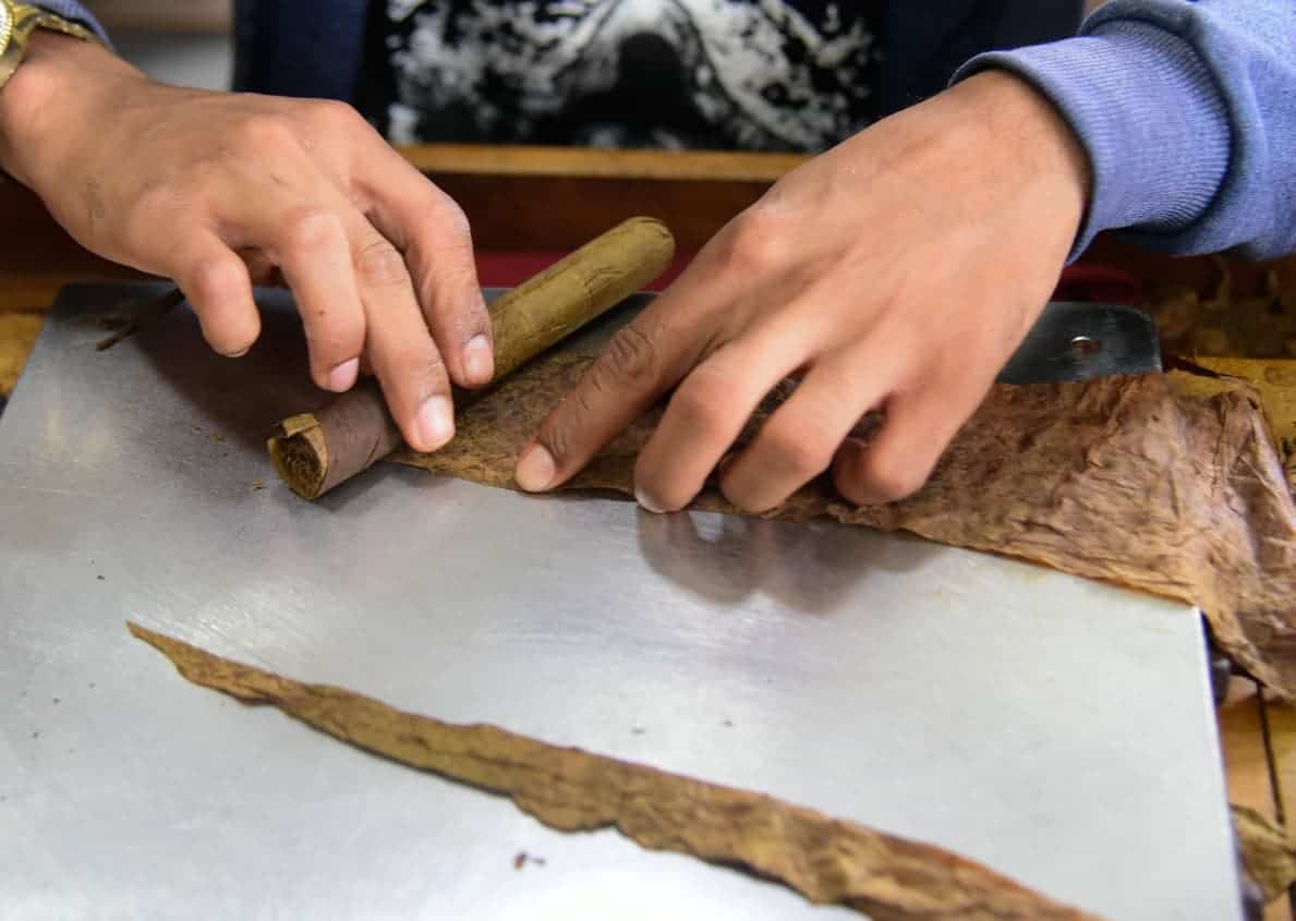 Un empleado muestra el tabaco durante la visita, explicando los procesos.