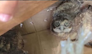 Apresan a hombre se&ntilde;alado por la comercializaci&oacute;n ilegal de b&uacute;hos