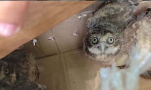 Apresan a hombre se&ntilde;alado por la comercializaci&oacute;n ilegal de b&uacute;hos