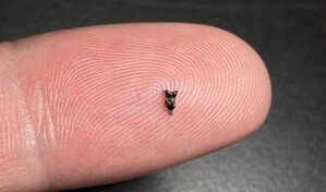 Min&uacute;sculos f&oacute;siles revelan nuevas pistas sobre el pariente m&aacute;s antiguo de los primates