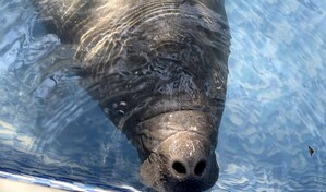 Primer rescate de beb&eacute; manat&iacute; en Costa Rica: Un esfuerzo &uacute;nico por su vida